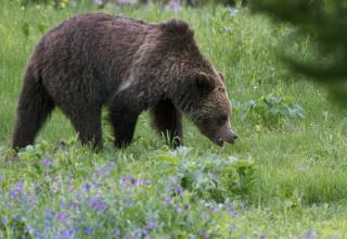 Hunting Guide Mauled to Death by Bear