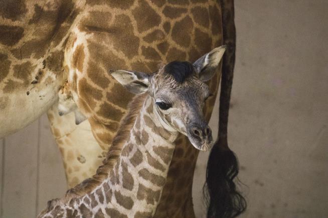 Baby Giraffe Whose Mother Attacked Woman, Son Dies