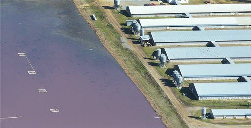 NC's Latest Post-Storm Fiasco: Flooded Pig-Waste Lagoons