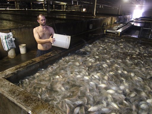 Fish Farms, Retailers Hatch Green Standards