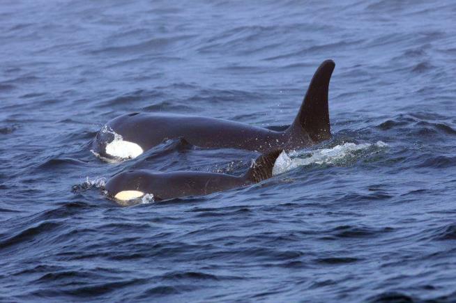 Chemical Banned Decades Ago Could Take Down Killer Whales