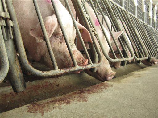 Female Pigs Dying in High Numbers on Farms