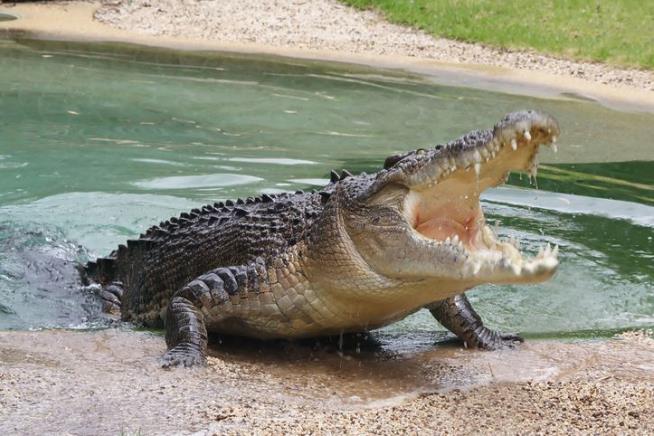 Croc Kills Wildlife Ranger