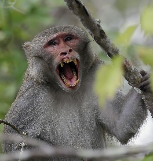 Monkeys Kill 72-Year-Old With Shower of Stolen Bricks
