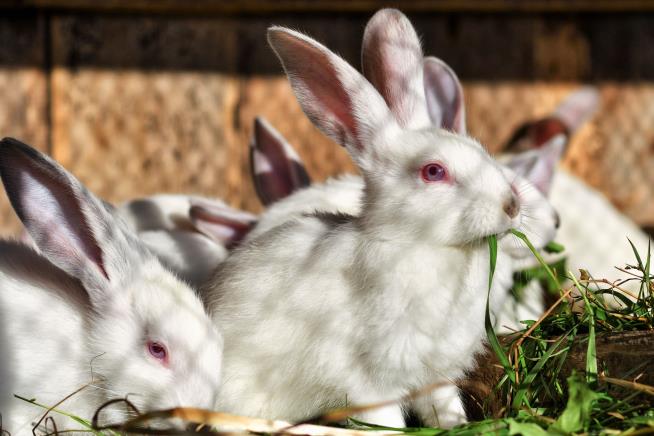 100 Dead Rabbits and a 'Village Gripped by Fear'