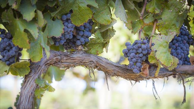 Napa Worker Dies in Grape-Picking Accident