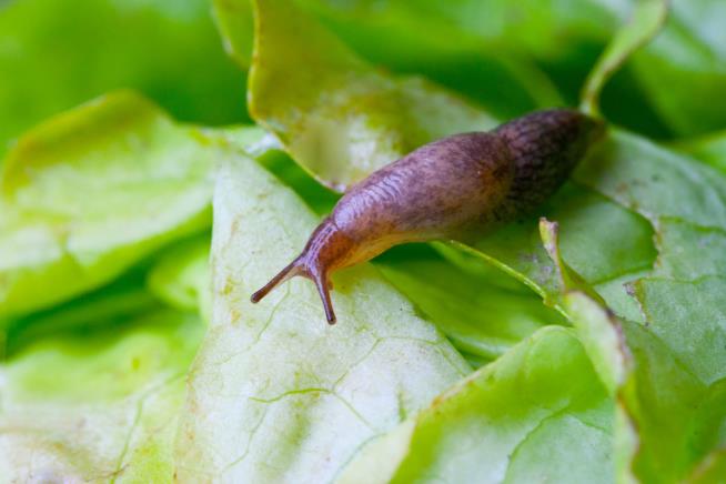 His Friends Dared Him to Eat a Slug. He Died 8 Years Later