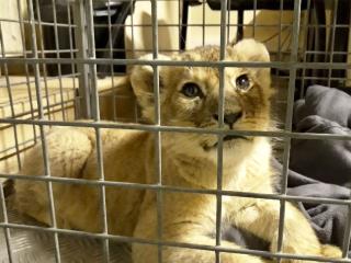 Lion Cub Seized During Traffic Stop