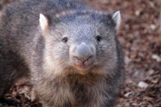 Mystery Behind Wombats' Poop Cubes May Be Solved