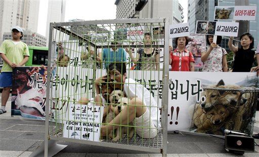 South Korea Closes Biggest Dog Slaughterhouse
