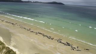 Dozens of Stranded Whales, a 'Heartbreaking Decision'