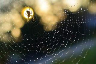 Spiders Share Surprisingly Similar Trait to Mammals