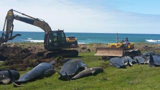 Another Mass Whale Stranding in New Zealand
