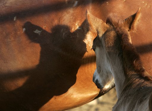 Battle Rages Over Culling Mustang Herd
