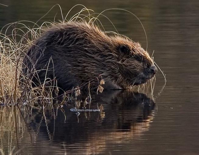 Beavers Return to Italy After 500 Years