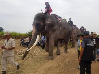 Elephants Join Search for Missing 2-Year-Old