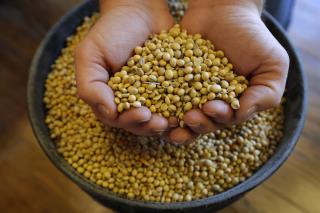 China Stops Importing US Soy in First for Trade War