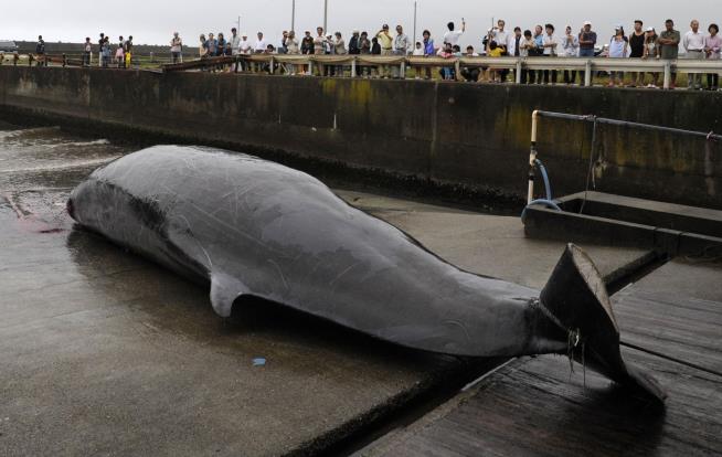 Japan: It's Time to Go Whaling