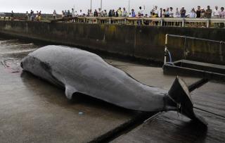Japan: It's Time to Go Whaling