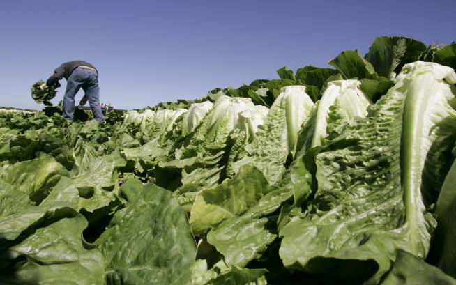 E. Coli Outbreak Linked to Lettuce Over, Officials Say
