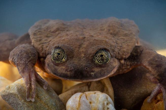 Online Dating Pays Off for Rare Frog