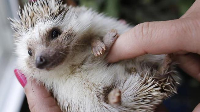 CDC Officially Warns Against Kissing, Snuggling Hedgehogs