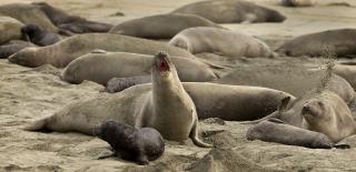 Seals Took Over a California Beach During the Shutdown