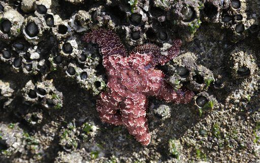 Warmer Ocean Spells Doom for Starfish