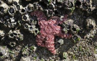 Warmer Ocean Spells Doom for Starfish