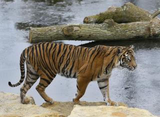 Plan to Mate Endangered Tigers Has Deadly End