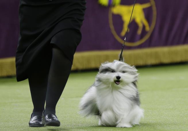 Wire Fox Terrier Is King at Westminster