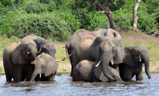 Botswana Mulls Turning Elephants Into Pet Food