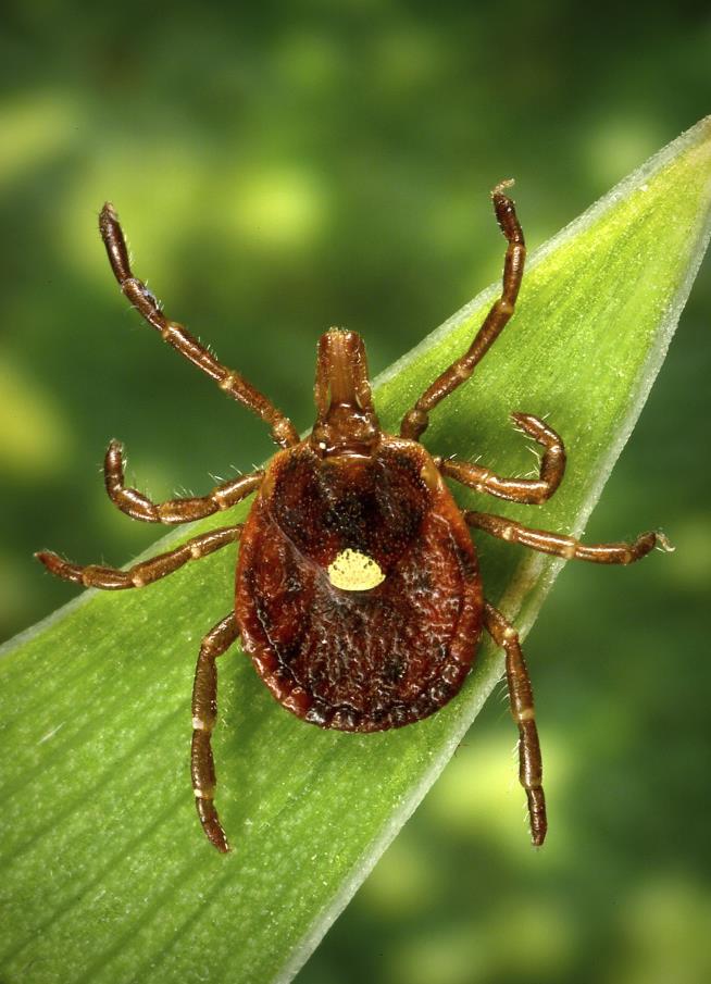 Risk of Bizarre Tick Allergy Greater Than Expected