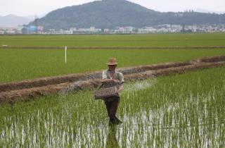 UN: 11M North Koreans Are Undernourished