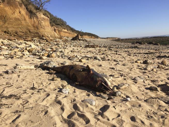 1.1K Mutilated Dolphins Wash Up on French Shores