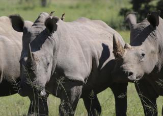Rhino Poacher Becomes the Prey