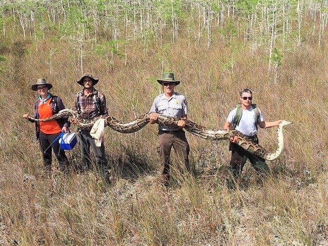 Largest Python Found in Everglades Packed a Secret