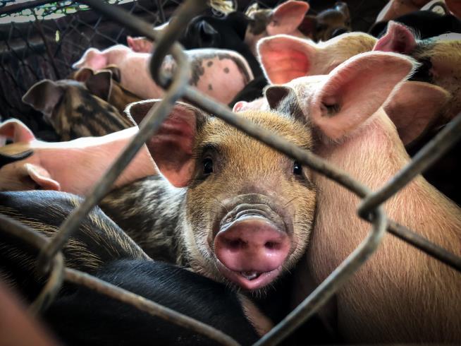 Woman Fined for Having Rescued Pig Slaughtered