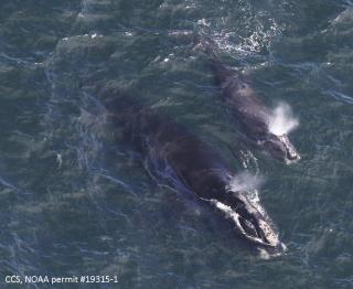 In New England, Signs of Hope for Endangered Whales