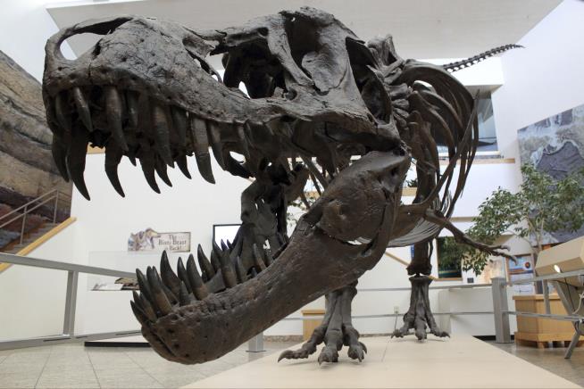 Experts Roaring Over Rare T. Rex on eBay