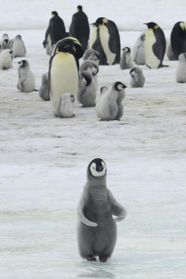 Catastrophe Drowns Thousands of Penguin Chicks