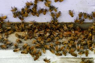Arsonist Kills Half a Million Bees