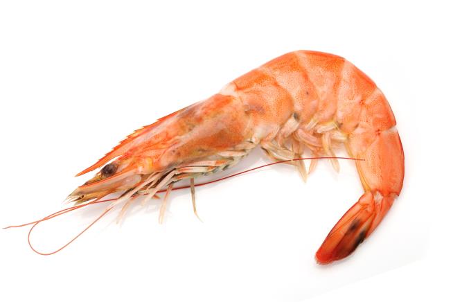 Every Shrimp Tested Had Traces of Cocaine