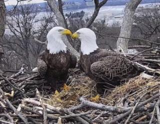 Someone Is Killing Bald Eagles, Probably by Accident