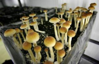 US City May Be First to Decriminalize 'Magic Mushrooms'