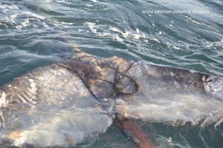 Dead Gray Whales Are Washing Up in Alarming Numbers