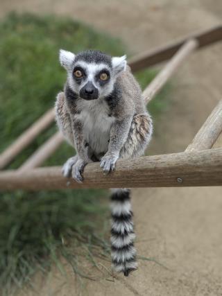 Guy Stole a Lemur From a California Zoo