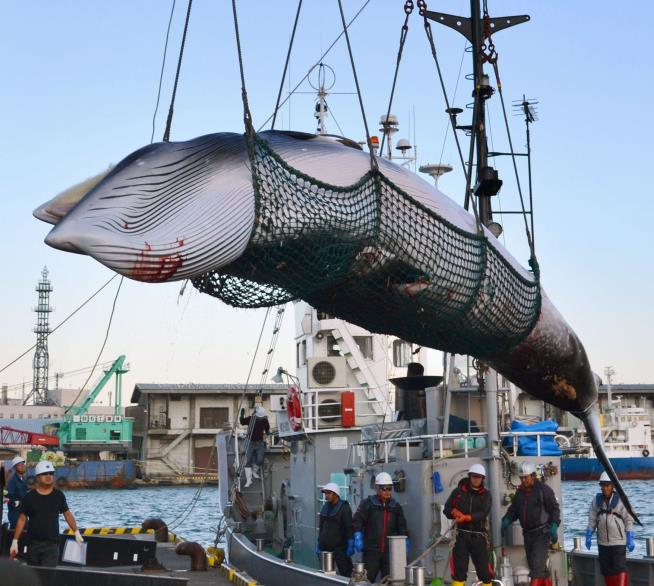Despite Global Accord, Japan to Resume Commercial Whaling
