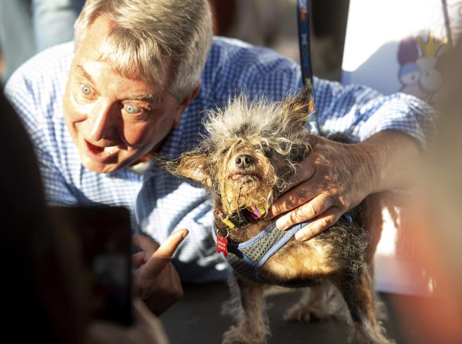 Don't Look Away From the World's Ugliest Dog