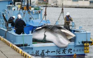 Commercial Whaling Resumes in Japan After 31 Years